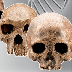 BF Origins skulls image