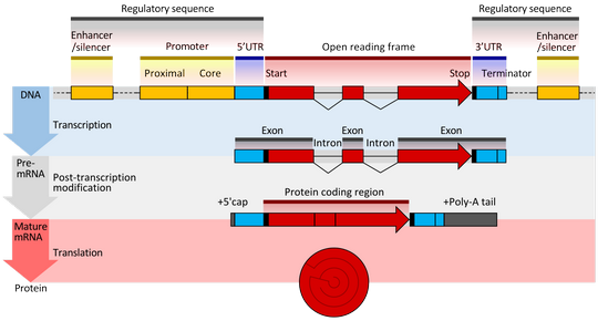 functional gene illustration