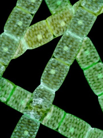 Spyrogyra algae pic