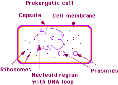 simple prokaryote drawing