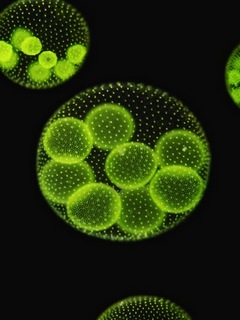 multicellular algae pic