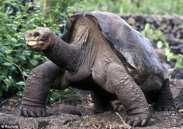 [ Lonesome George pic ]