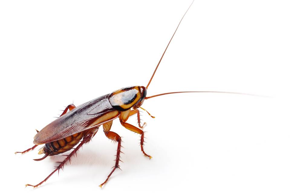 [ Brain cockroach image pic ]