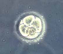 [ stage 2 zygote pic ]