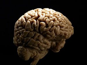 a human brain picture