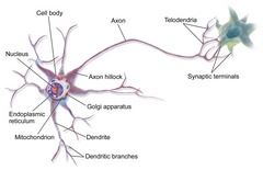 [ Multipolar Neuron pic ]