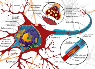 [ neuron cell diagram pic ]