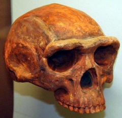 <b>Homo erectus skull pic</b>