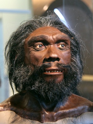 <b>Homo heidelbergensis male pic</b>