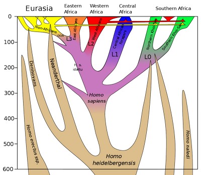 <b>Homo sapiens lineage pic</b>