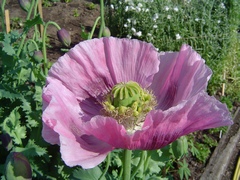 <b>Opium poppy pic</b>