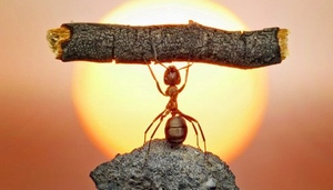 can-do ant picture