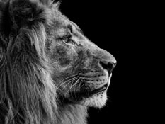 Thinking Lion pic