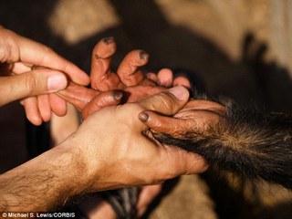 primates hand holding pic
