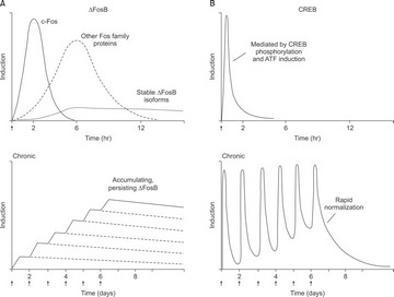 transc act fig 2  picture