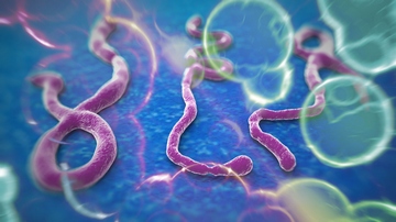 The Ebola Virus pic