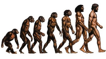 hominid evolution pic