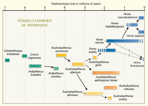 Hominid phylogeny pic