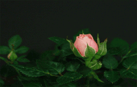 [ rose opening pic ]