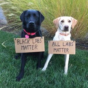 [ All Dogs Matter pic ]